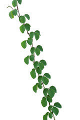 Green leaves ivy plant isolated