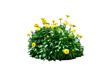 Yellow flower bush plant isolated