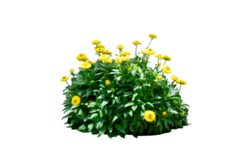 Yellow flower bush plant isolated