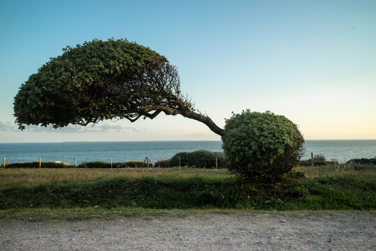 Arbre pench&eacute; de Bretagne