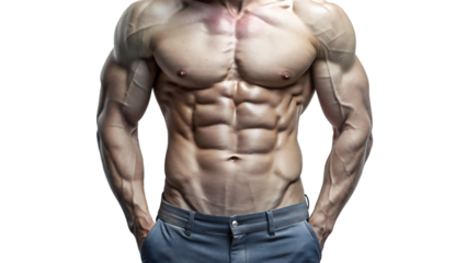 Muscular male torso isolated on white background