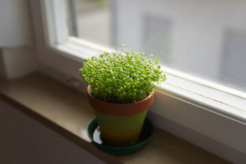 A bright pot of watercress stands on a windowsill in daylight
