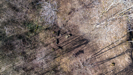 Drone photography of dirt pathway in a forest and wooden benches during spring day