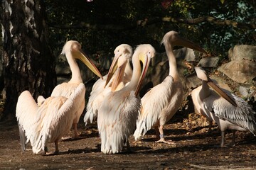 pelicans on the beach