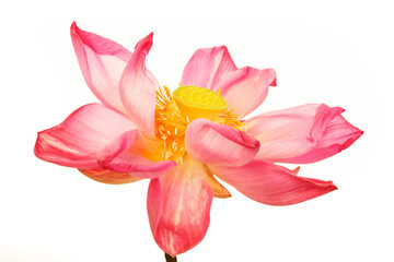 Fototapeta na wymiar lotus flower
