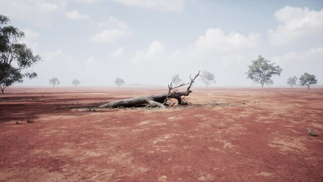 A dead tree in the middle of a desert