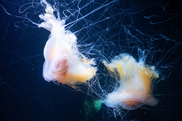 Ethereal Jellyfish Dance
