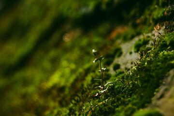 Flowers in the grass