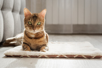 A Bengal cat sits on a soft fluffy rug. - obrazy, fototapety, plakaty