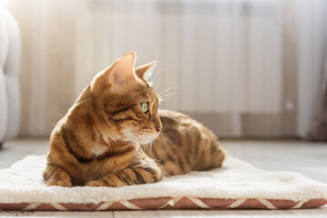 A Bengal cat sits on a soft fluffy rug. - obrazy, fototapety, plakaty