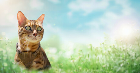 A spotted shorthaired bengal cat in a green backyard walks on the lawn on a sunny day. - obrazy, fototapety, plakaty