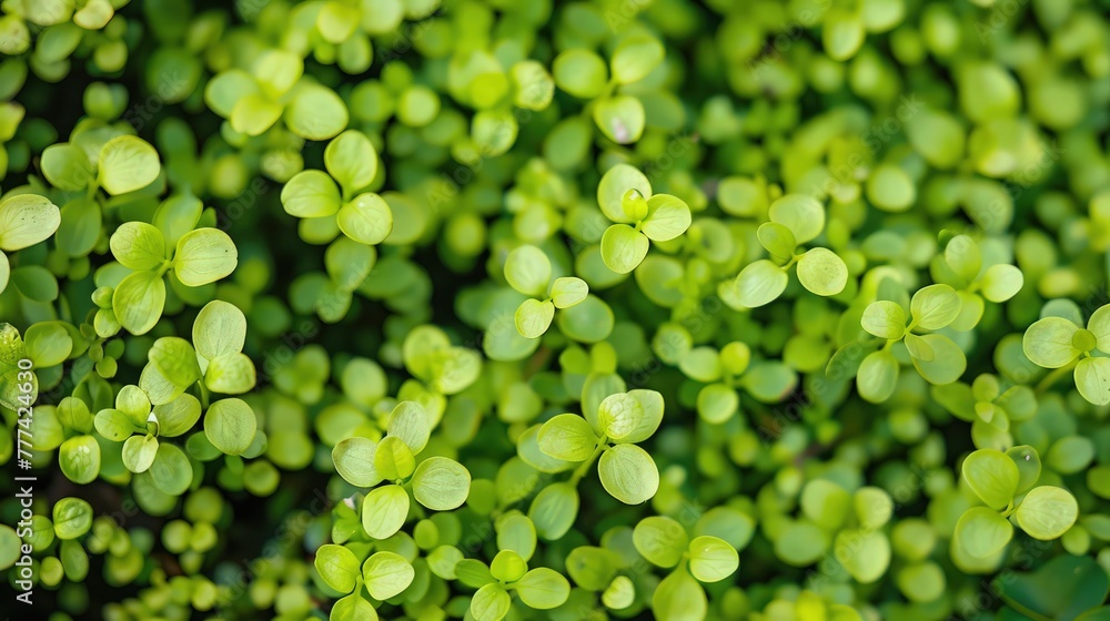 Poster a close-up of a dense mat of tiny, lime green leaves, interlocking in a fascinating pattern that hig
