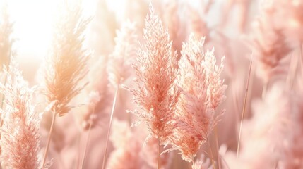 Pampas grass outdoor in light pastel colors. Dry reeds boho style - obrazy, fototapety, plakaty