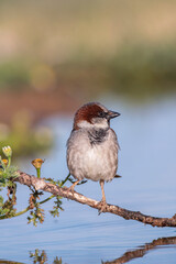 Spanish Sparrow perched on a branch with a brown background.