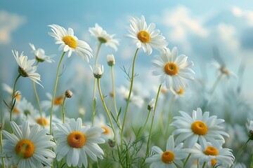 Fototapeta premium Daisies On Field - Abstract Spring Landscape blur background