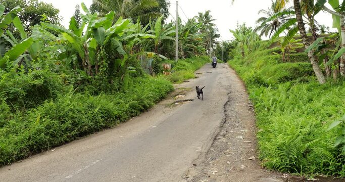 Tourist man ride motor scooter around potholes on small road. Lush tropical greenery grow around countryside street near Bali village. Asphalt was weathered and affected by water during rainy season.
