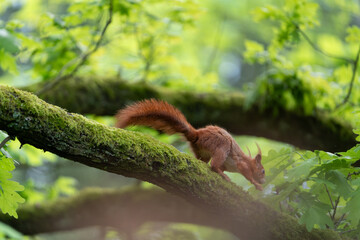 squirrel with the bushy tail up in the tree