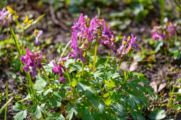 Purple flowers of Corydalis solida in a meadow, close-up.