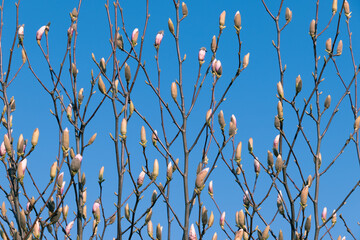 Unopened magnolia buds against a blue sky.