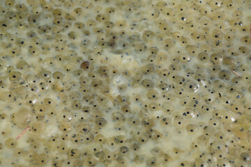 Frog eggs in a pond, close-up.