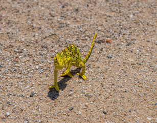 Namaqua chameleon, Chamaeleo namaquensis crossing a gravel road, Namibia