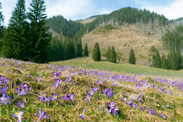 Glade of crocuses in the mountains.