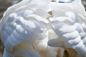 Beautiful white swan feathers, close-up.