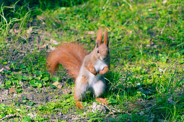 Cute red squirrel in the park.
