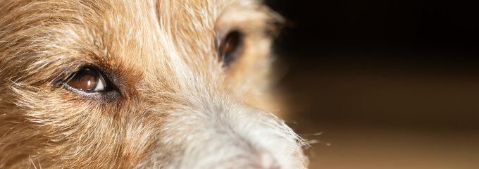 Old dog eyes close-up. Pet banner or background with copy space.