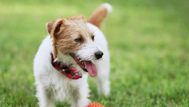 Panting jack russell terrier puppy in summer. Dog tongue, face, nose.