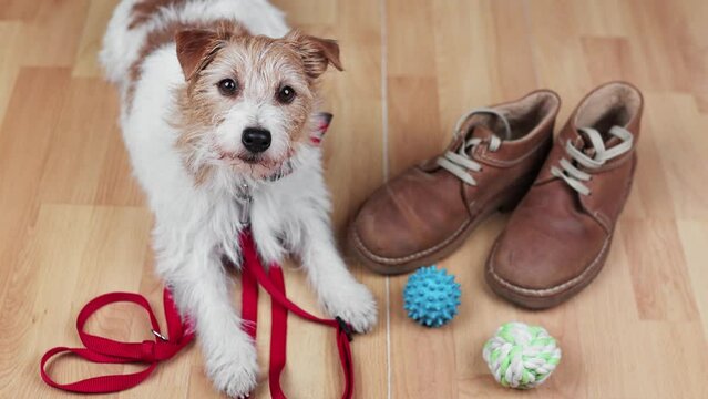 Cute happy playful dog puppy looking and waiting for a walk with leash, shoes and toys