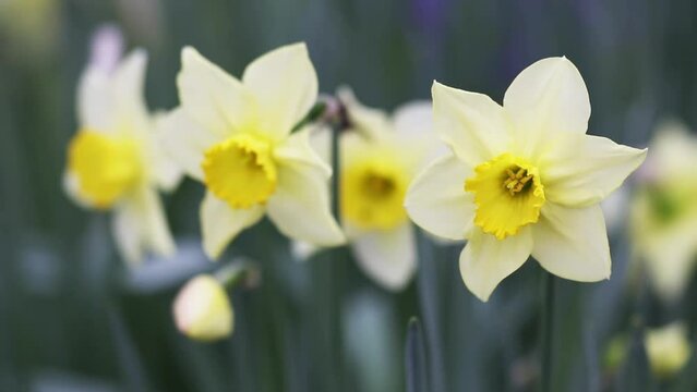 Beautiful spring daffodil flower, mothers day background with copy space
