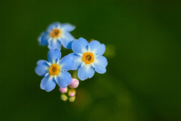 Myosotis scorpioides. Water forget-me-not, close-up. Small blue flowers with a yellow center.
