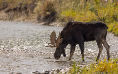 Bull Moose Crossing a River in Wyoming in Autumn