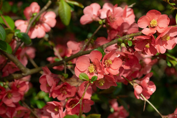 Blüten der Zierquitte (Chaenomeles) im Garten - 777435020