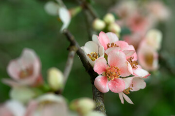 Blüten der Zierquitte (Chaenomeles) im Garten - 777435023