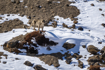 Snow Leopard - Panthera uncia, beautiful iconic large cat from Asian high mountians, Himalayas,...
