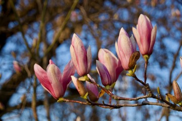 magnolia tree blossom, Mogosoaia Park, Bucharest City, Romania