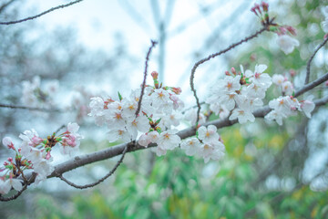 ソメイヨシノ