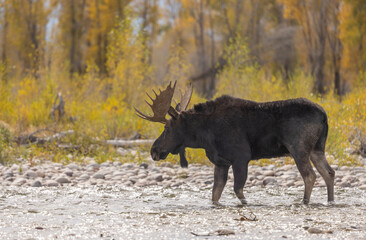 Bull Moose Crossing a River in Wyoming in Autumn