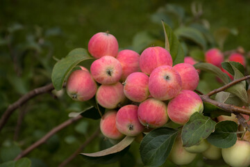 bunch of red young fresh apple on tree branch in the garden
