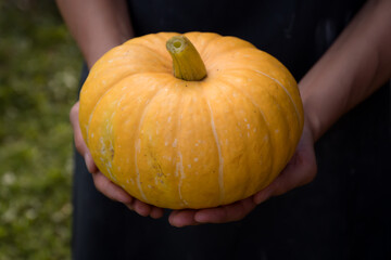Small yellow pumpkin in hands of gardener