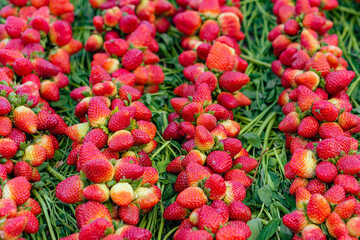 close up red ripe strawberries background top view.