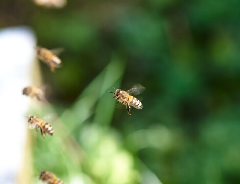 Buckfast Biene im Flug
