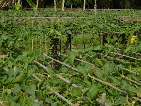 pointed gourd farming green field	