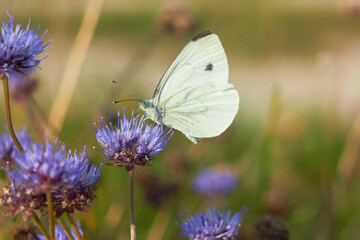 White butterfly, also called cabbage butterfly, cabbage white butterfly, cabbage mo th (Pieris...