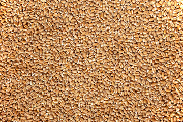 Wheat Grain texture, abstract backdrop, close up