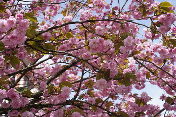 Teilaufnahme eines blühenden japanischen Kirschbaums in Berlin