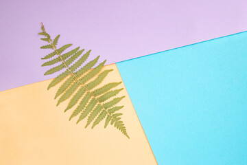 Abstract colorful backdrop with fern leaf  and geometric shapes, flat lay close up