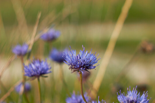 The blue flower of Jasione laevis, called the blue button, is from the bellflower family.
